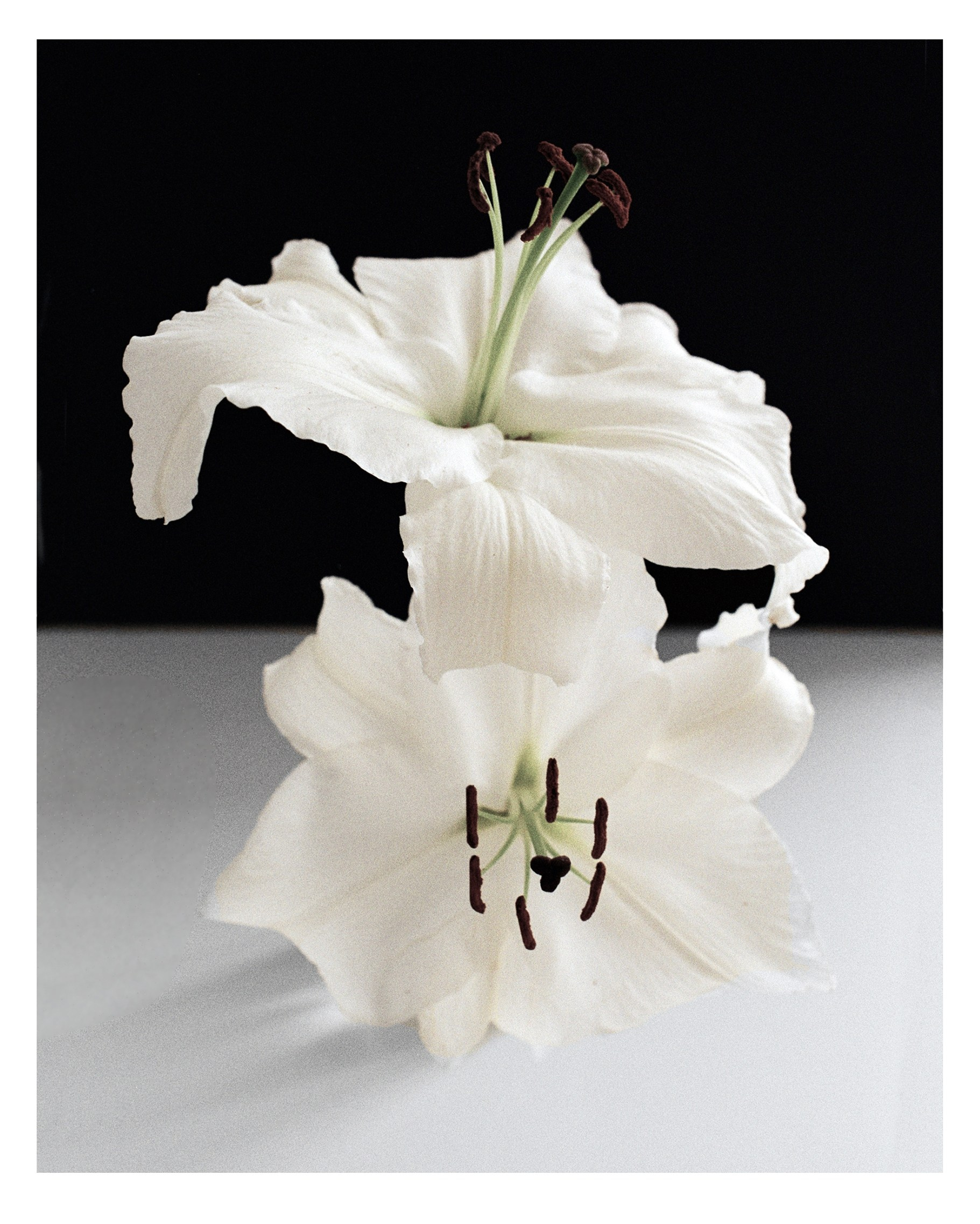 цветок белая лилия