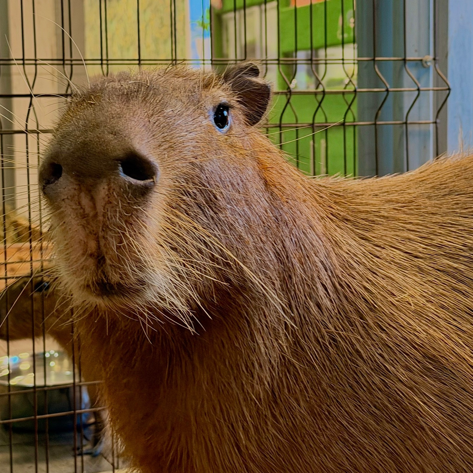 Более 50 видов животных и млекопитающих в зоопарке «Лесная Братва». Капибара, тапир, альпака, мохнатая корова, верблюд. Зоопарк уникальных животных Лесная братва