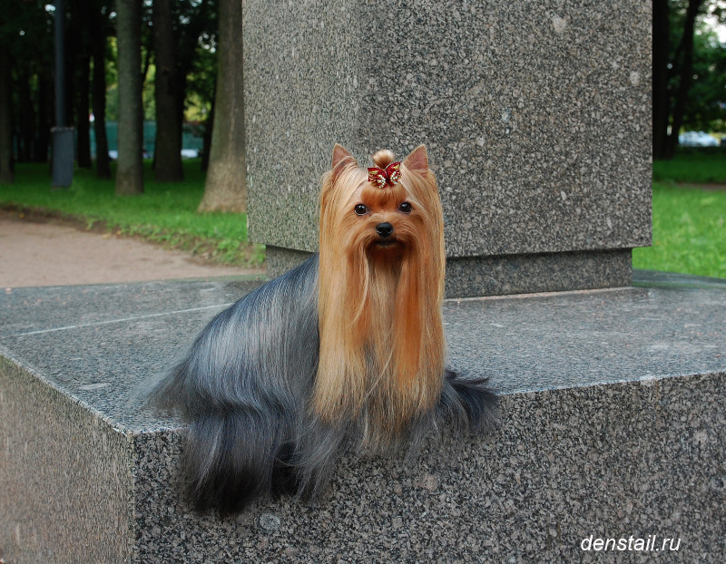 Red Angel Stribrne Prani. Питомник Йоркширских терьеров Дэнстайл в Санкт-Петербурге заводчик Тих