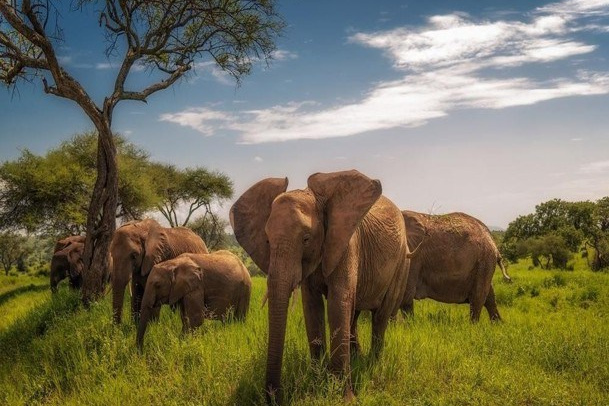 Африка. Туры по России и миру