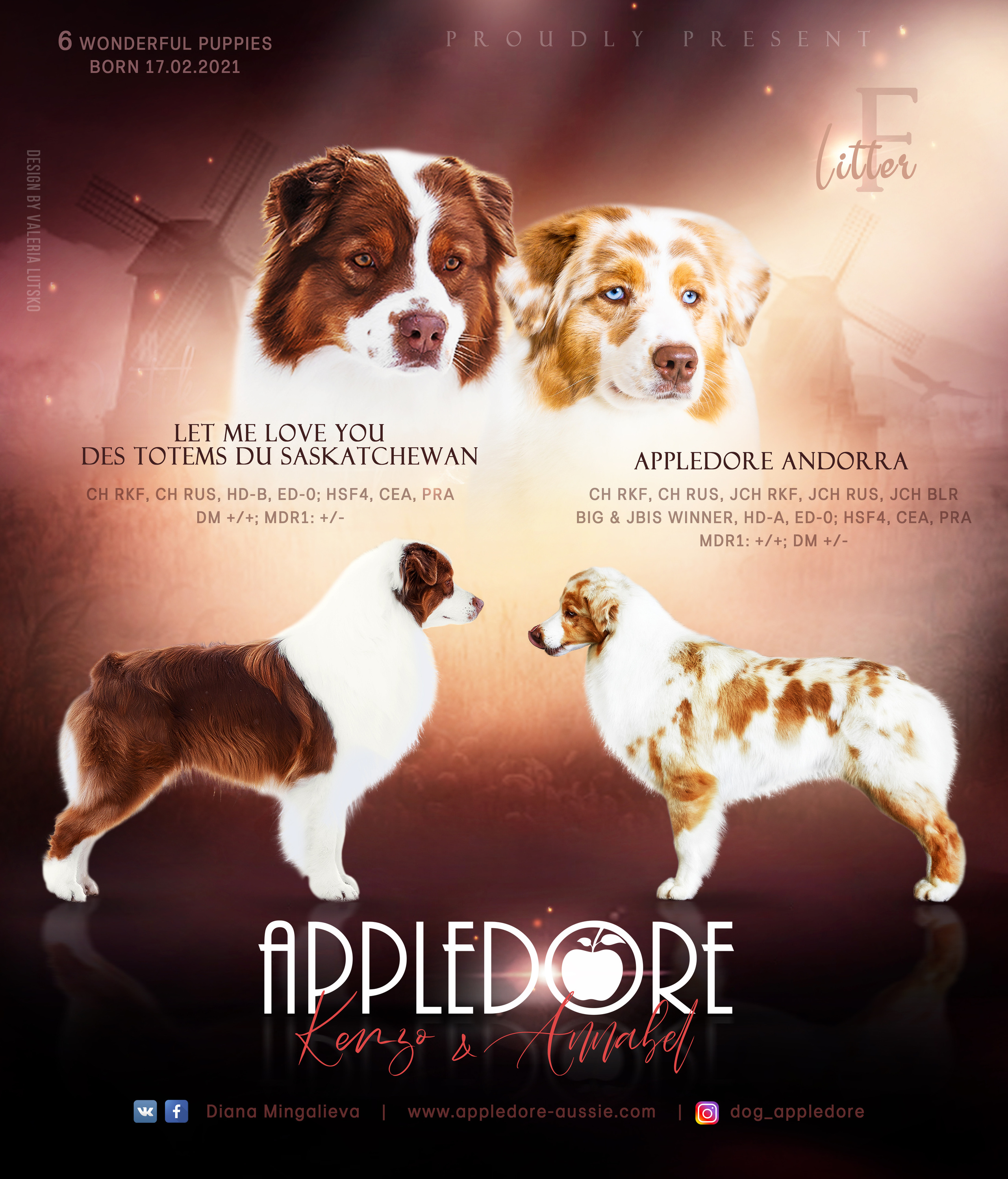 ПОМЕТ Ф. Питомник австралийских овчарок «APPLEDORE»