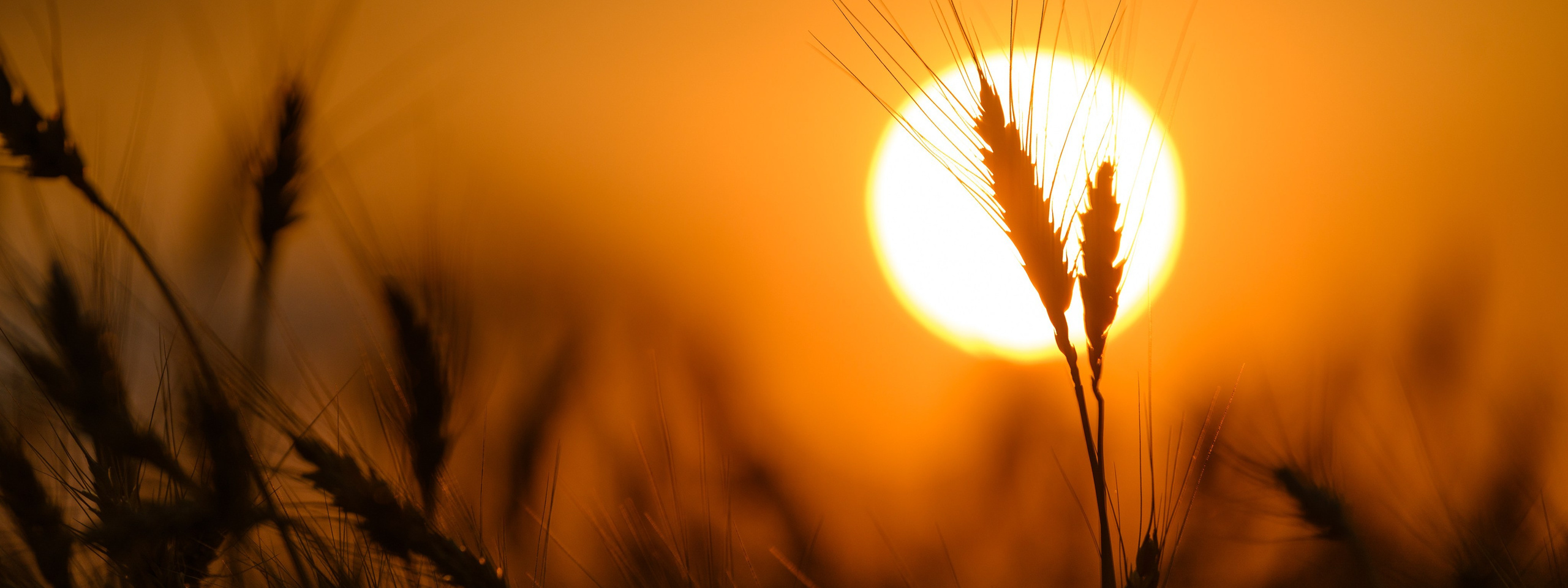 Проекты. Профессиональный фотограф Вячеслав Плацында | Липецк |
