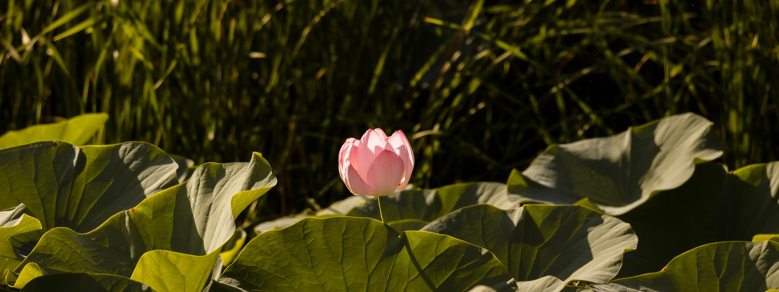 Индивидуальный и семейный фотограф в Волжском и Волгограде Алёна Кизименко