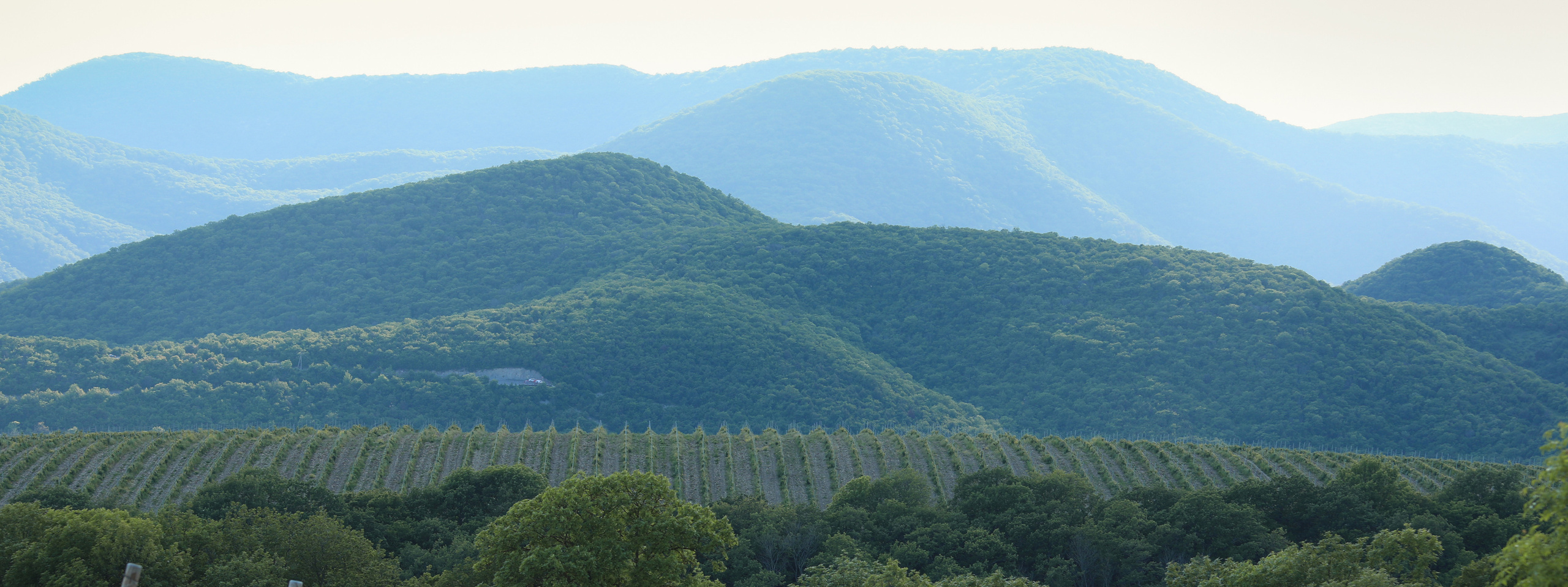Виноградники. Семейный фотограф в Анапе Светлана Тернопол