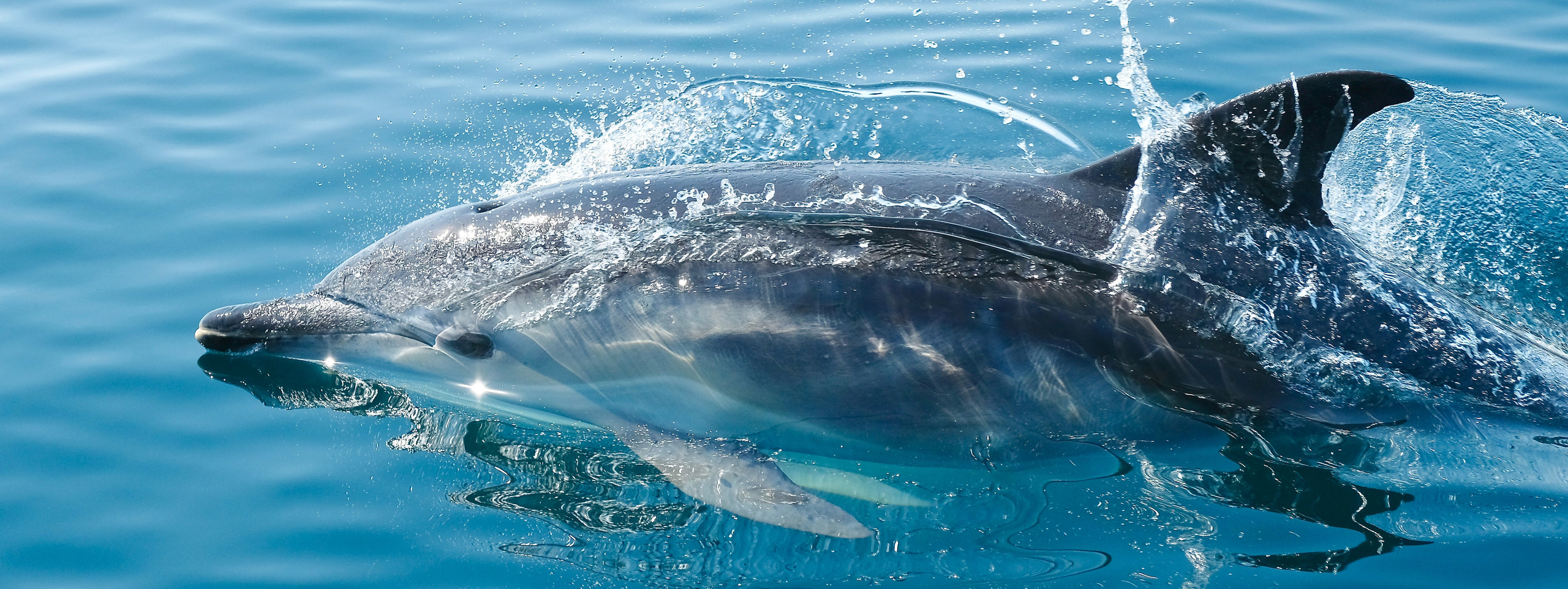 Обучение дайвингу в Минске, клуб «Капитан Морган». Дайвинг-клуб «Капитан Морган», Беларусь