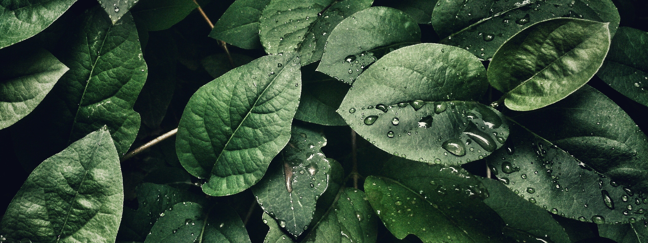 Зелёные локации для фотосъёмок в Санкт-Петербурге