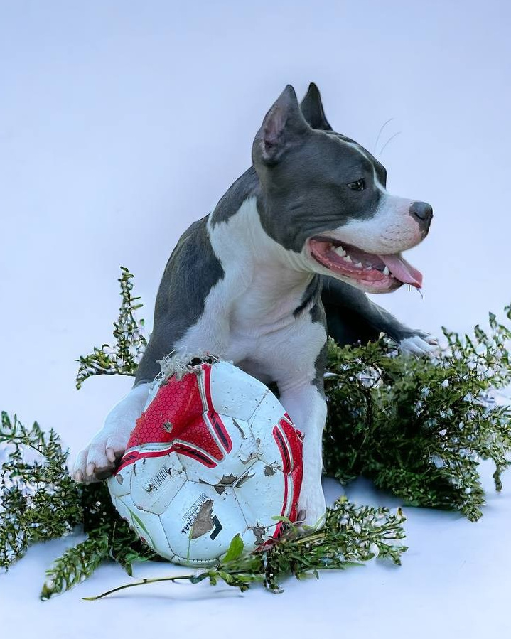 Pandora De Beleza Selestial' x Darth Lord Credo. Питомник американских булли Bounty Pride Bully