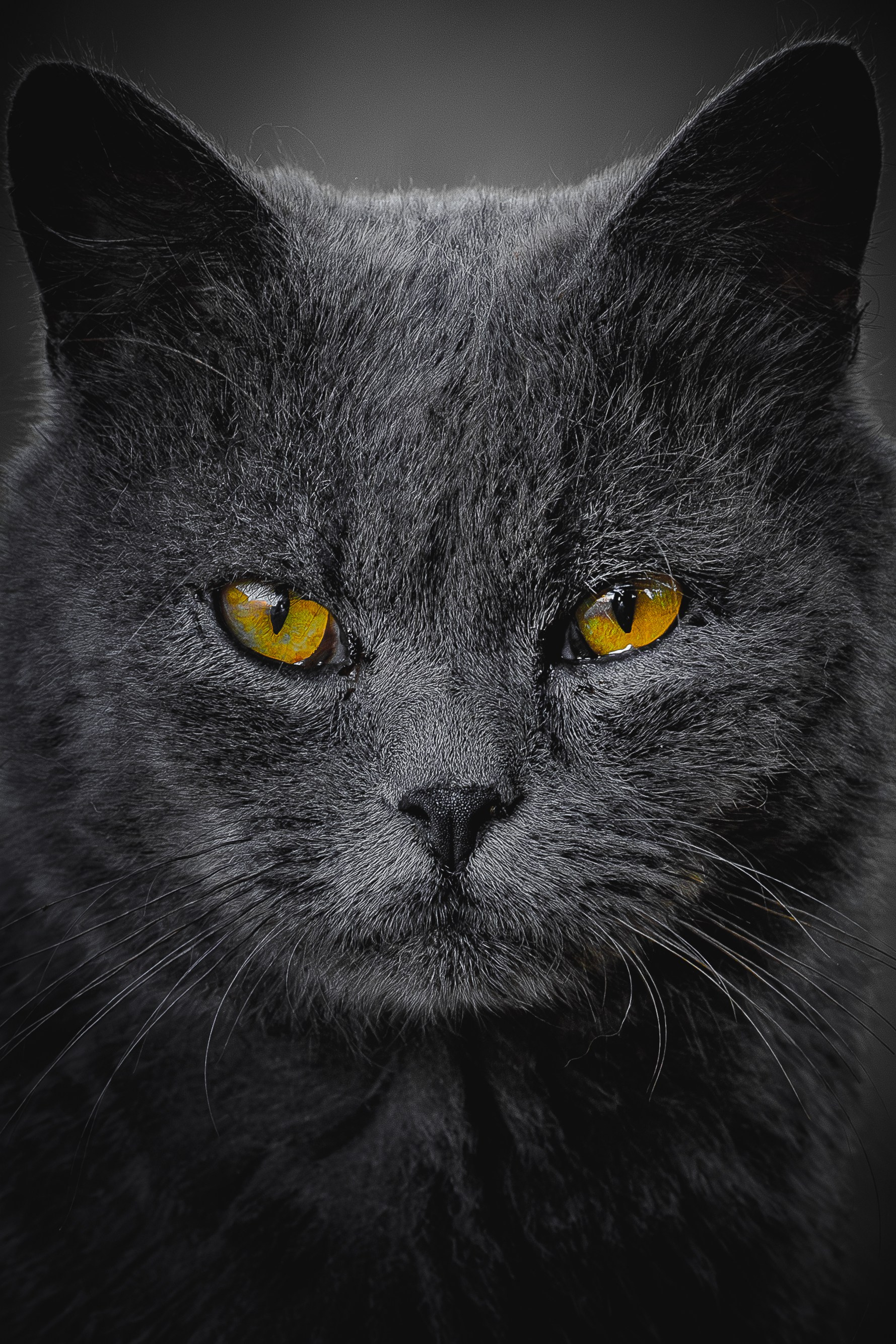 Услуги и цены. Фотограф Дмитрий Казачек