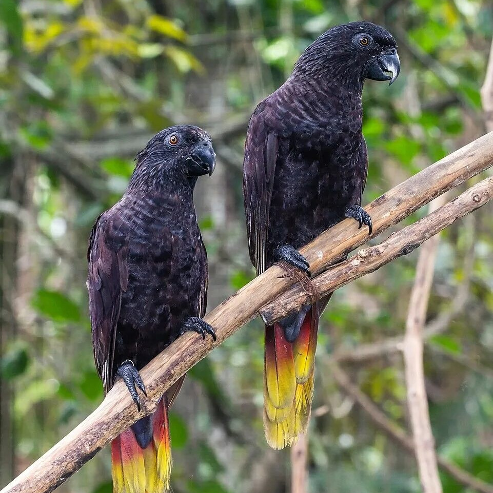 Мир попугаев — тропические птицы в зоопарке «Лесная Братва» Екатеринбург. Зоопарк уникальных животных Лесная братва