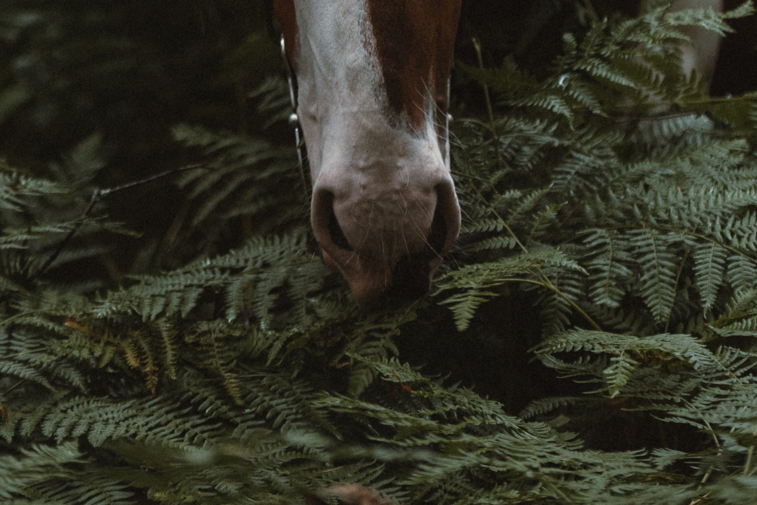 MariaGohri — Конный фотограф, анималист, Рязань