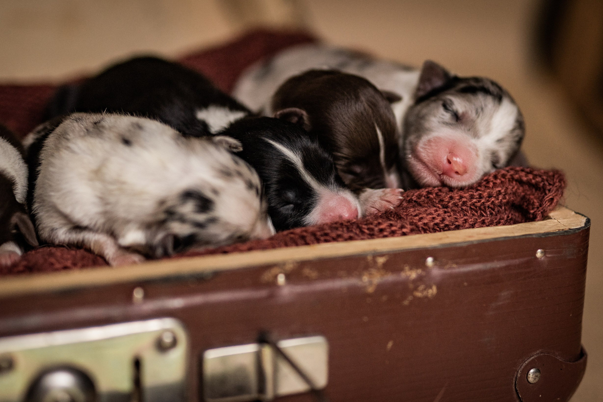 Фритсвит. Семейный фотограф Ефремова Виктория