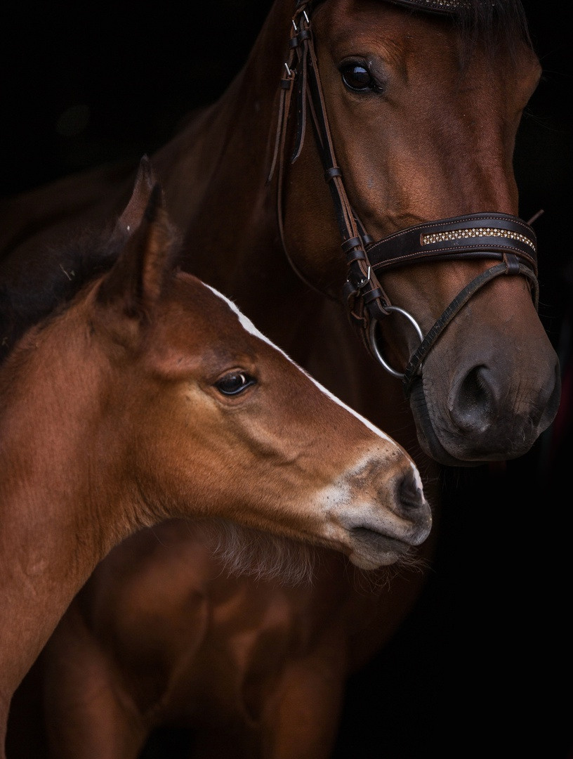 Услуги. Конный фотограф в Красноярске — Любовь Похабова