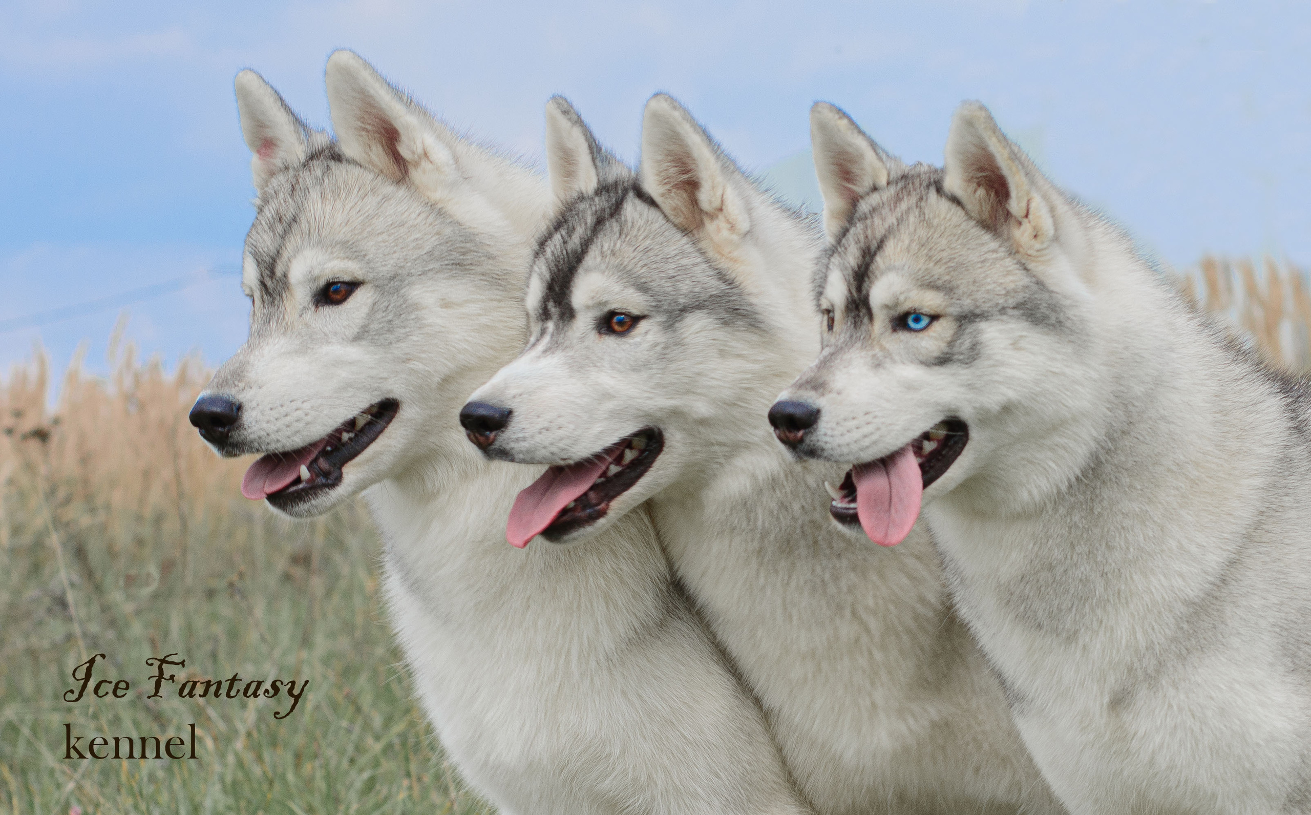 About us. Ice Fantasy kennel: professional breeding of Siberian huskies and wels