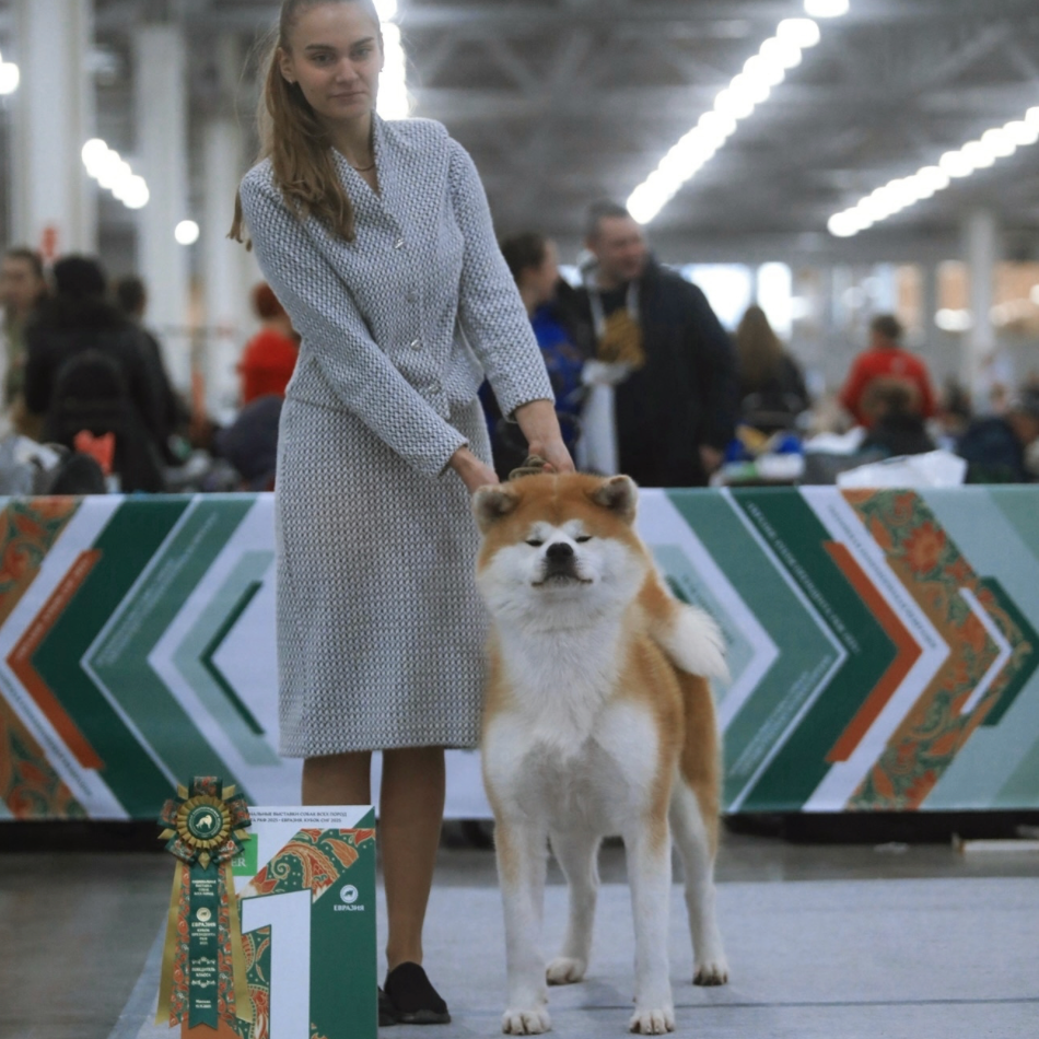 питомник Акита