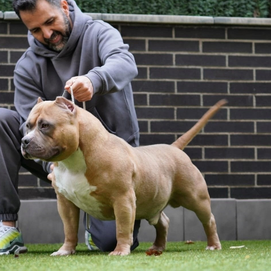 официальный питомник Американских Булли в Астрахани