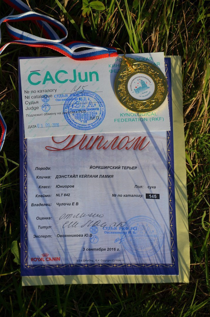 2016 г Результаты выставок. Питомник Йоркширских терьеров Дэнстайл в Санкт-Петербурге заводчик Тих