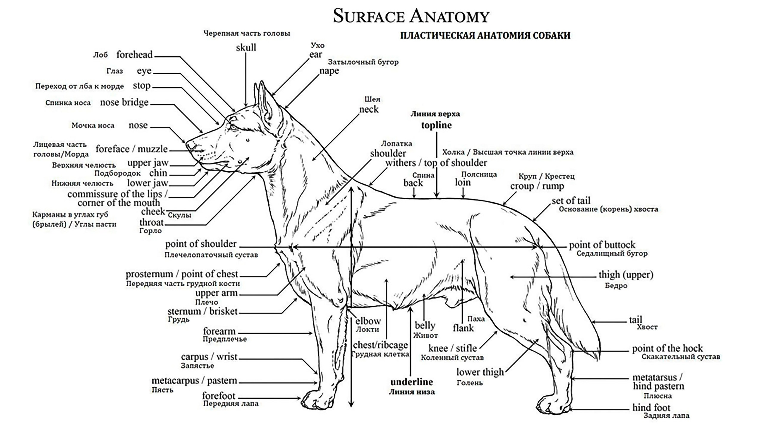 Official breed standard of the Chinese Crested Dog. Poale Ell Chinese Crested Dog Kennel: Buy a puppy from the kennel