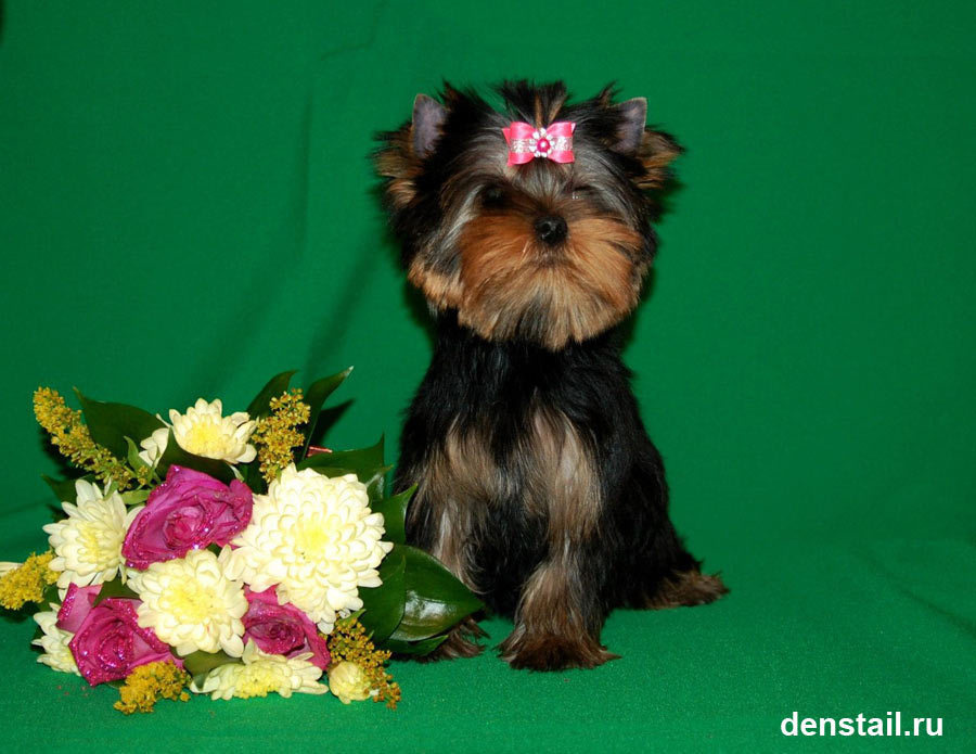 2014 г Результаты выставок. Питомник Йоркширских терьеров Дэнстайл в Санкт-Петербурге заводчик Тих