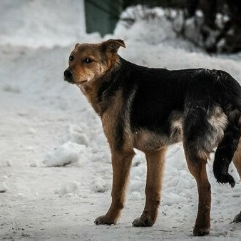 Бродячие собаки в центре города Тюмень