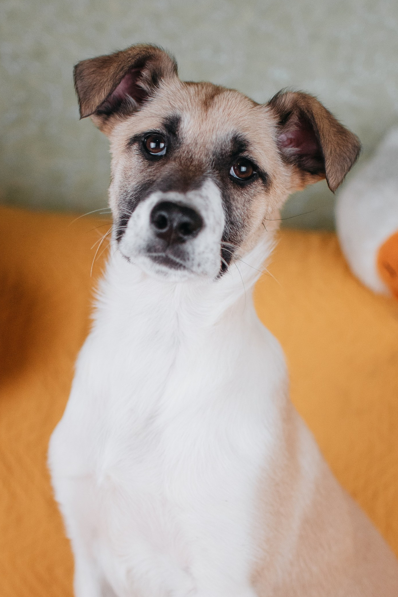 Животные на пристройство. Фотограф-анималист Валерия, Москва, Мытищи