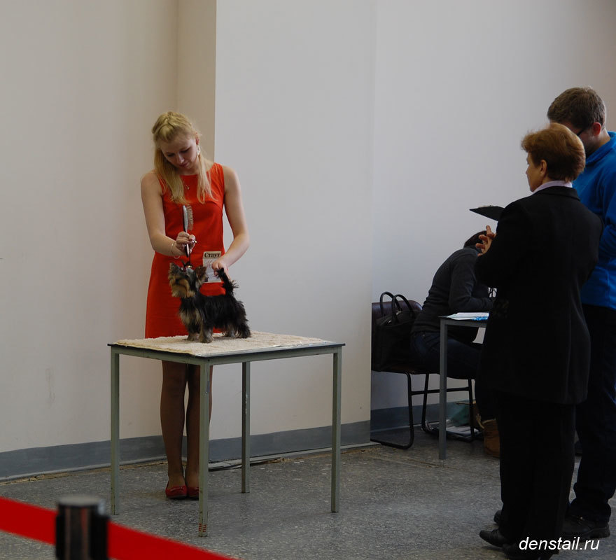 2011-2012 г Результаты выставок. Питомник Йоркширских терьеров Дэнстайл в Санкт-Петербурге заводчик Тих