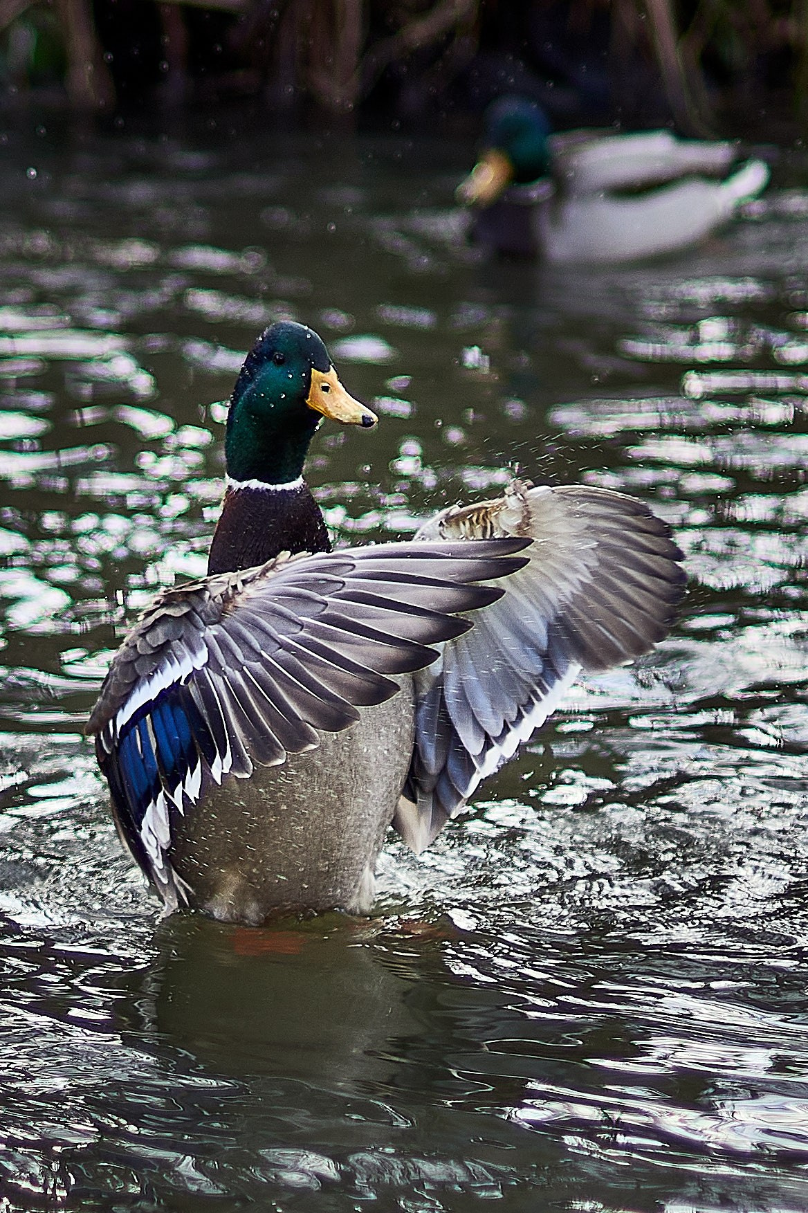 Утки, которые остаются зимовать на реке Яуза в Мытищах. Reportage event photographer in Moscow Alexander Gladkiy