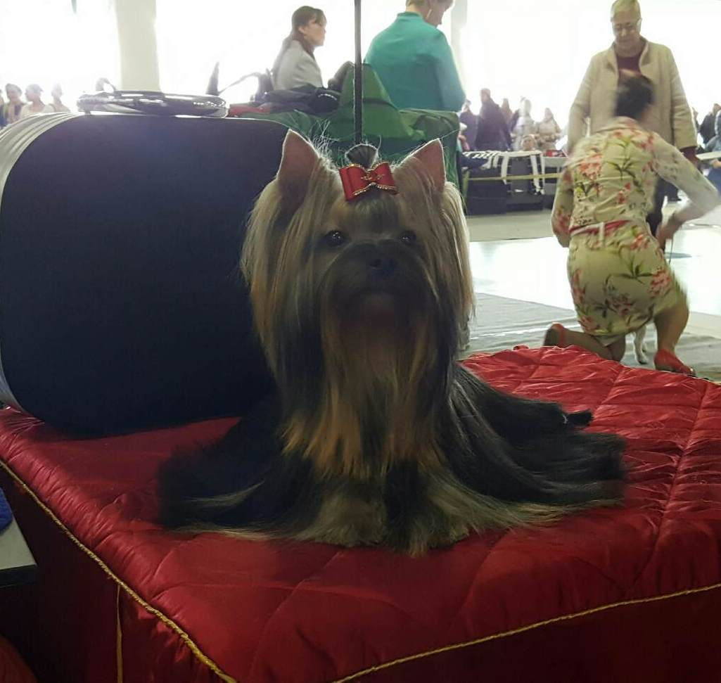 МАЙ СИЛЬВЕР ФРЕНД СЭЛФИ. Питомник Йоркширских терьеров Дэнстайл в Санкт-Петербурге заводчик Тих