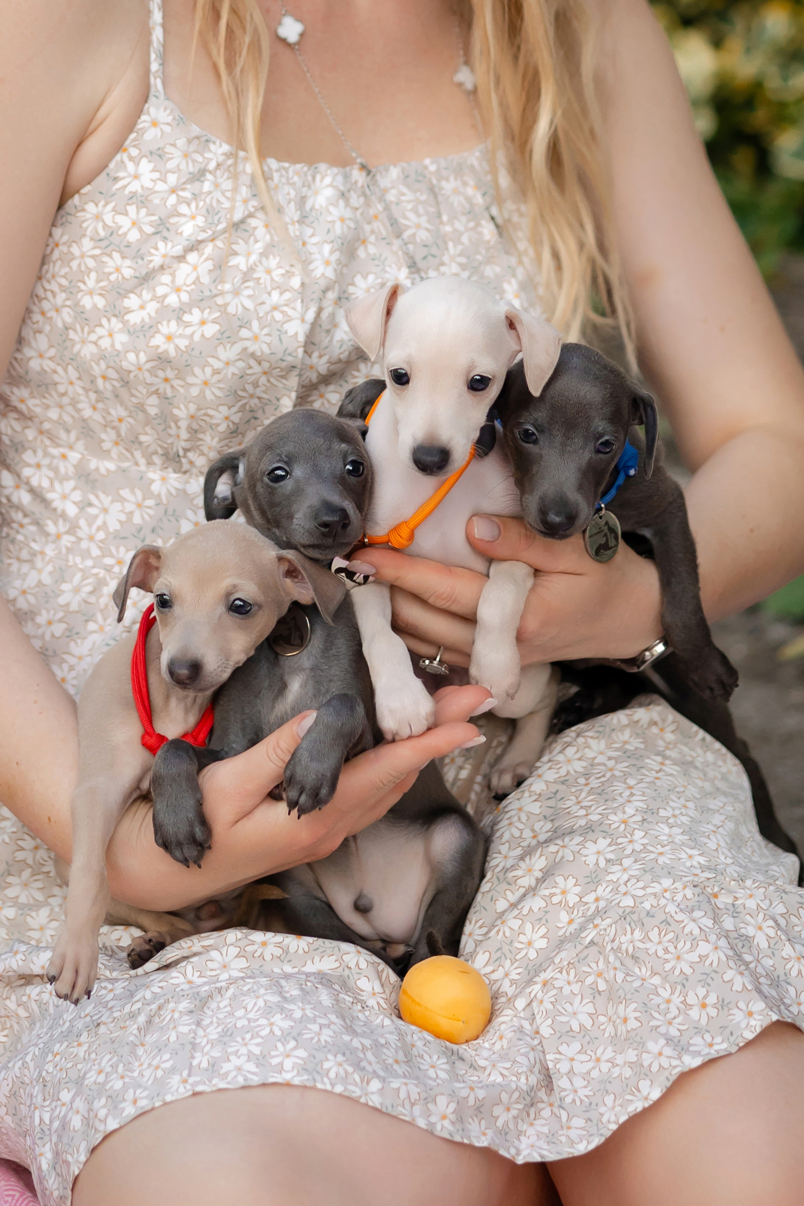 Welcome. Профессиональный питомник левреток РКФ/FCI ASTI SAPPHIRE 💎 Сочи|Санкт-Петербург