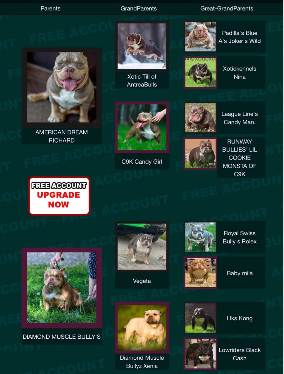 Родословная Тинки. Питомник американских булли Bounty Pride Bully