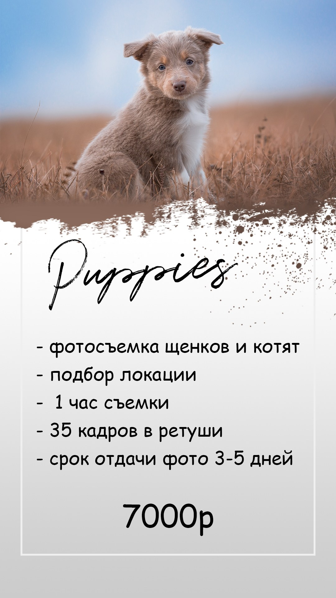 Фотограф анималист Кемерово стоимость. Фотограф анималист в Кемерово
