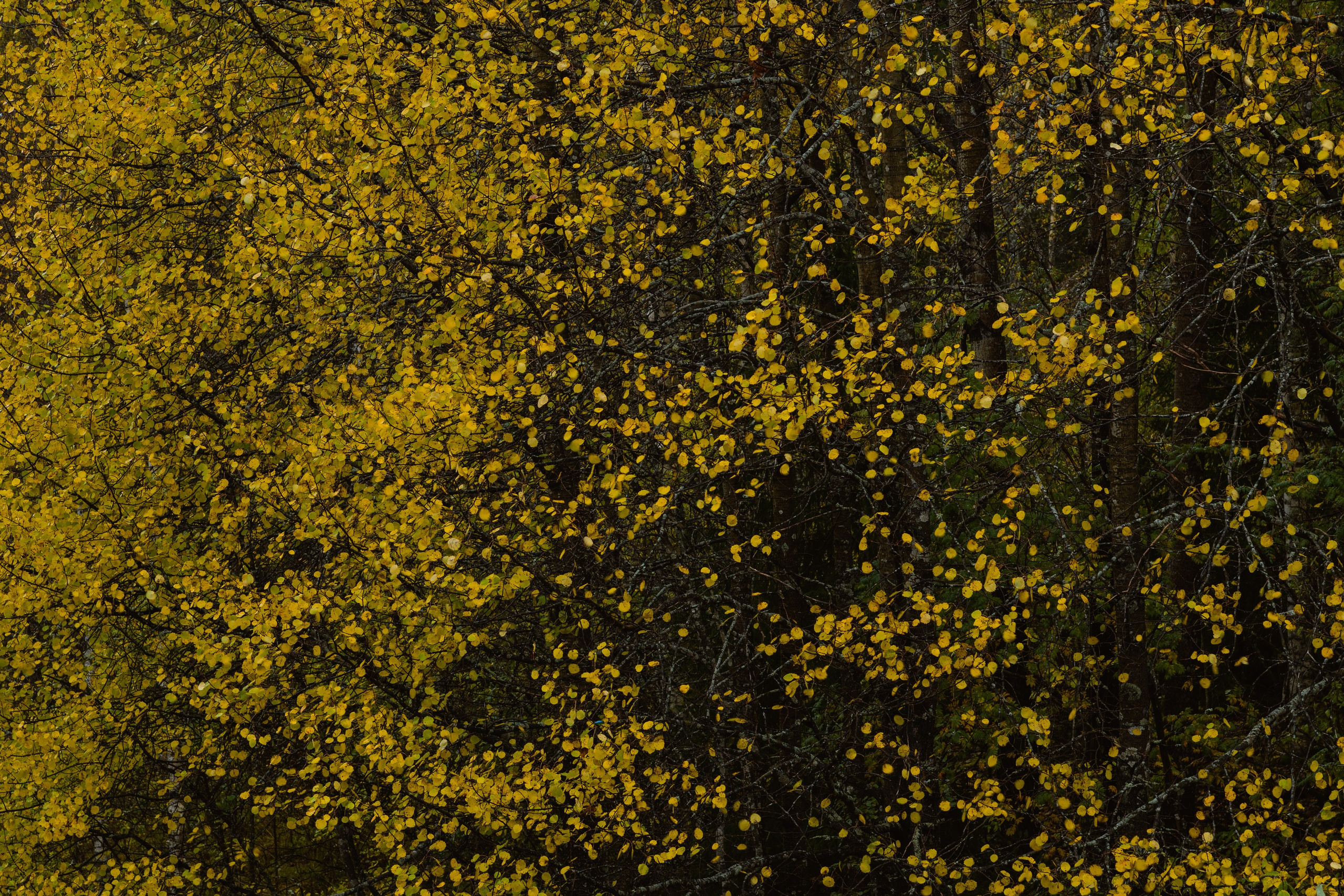 2024. Northern Nights