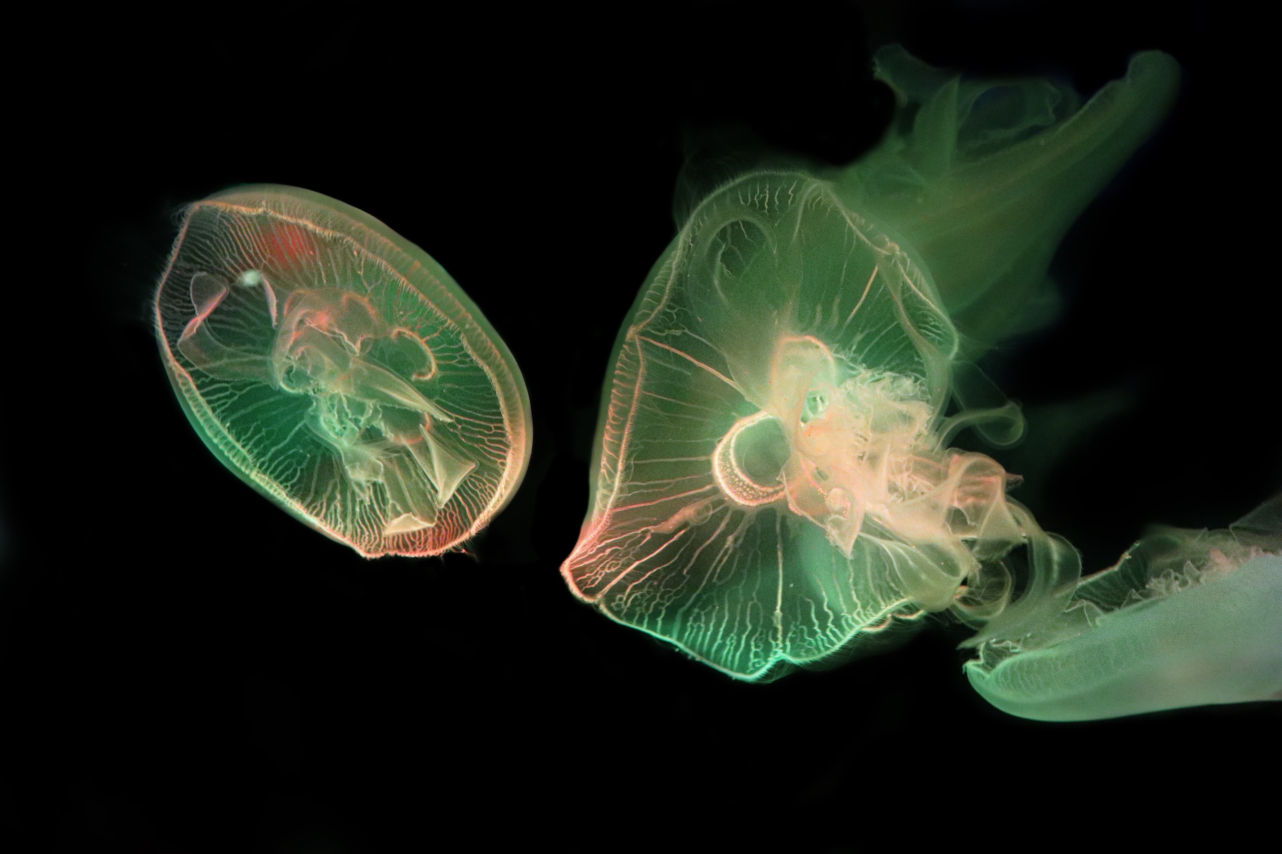 Зарисовки натуралиста. Фотограф Ольга Филимонова