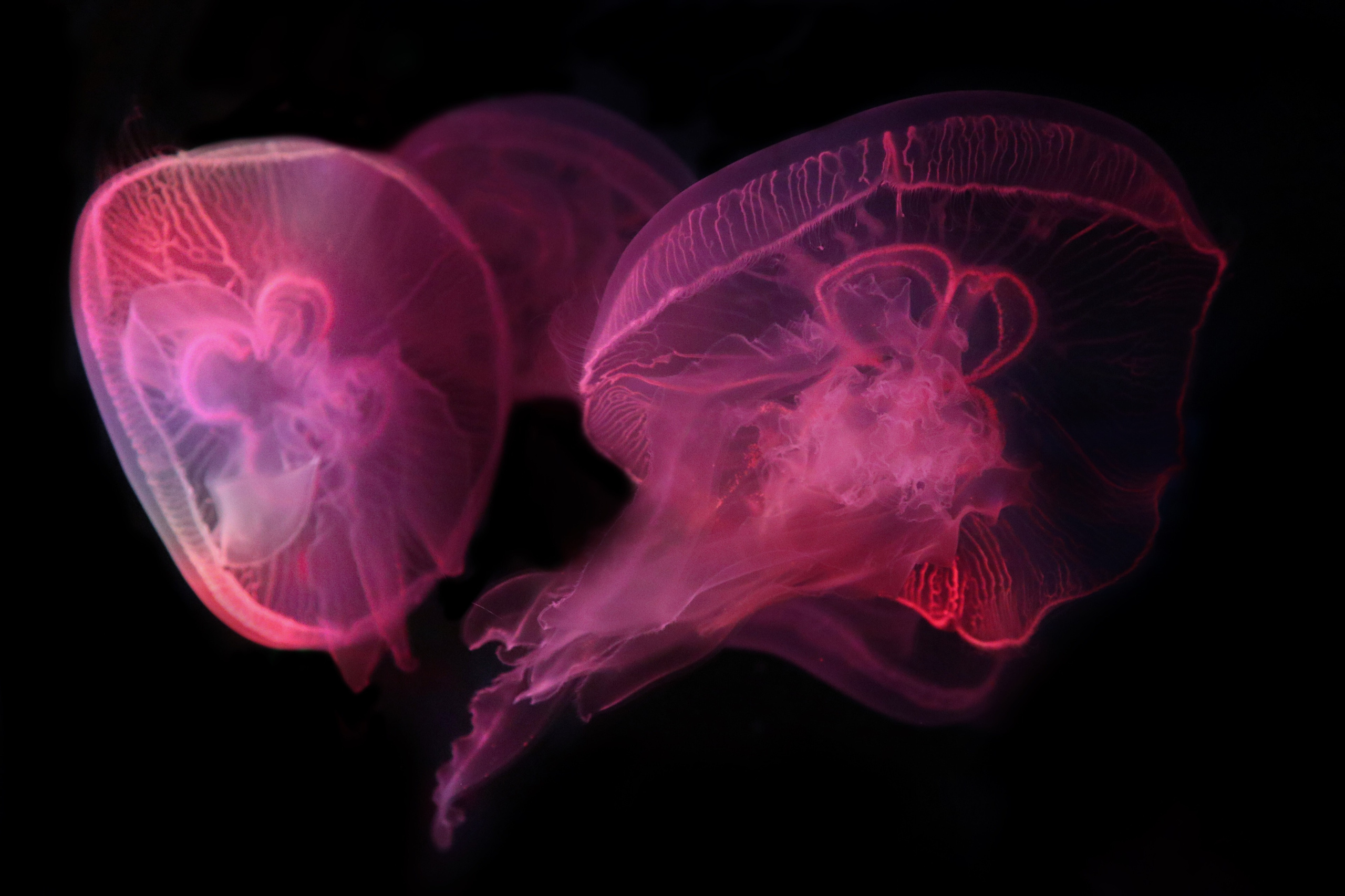 Зарисовки натуралиста. Фотограф Ольга Филимонова