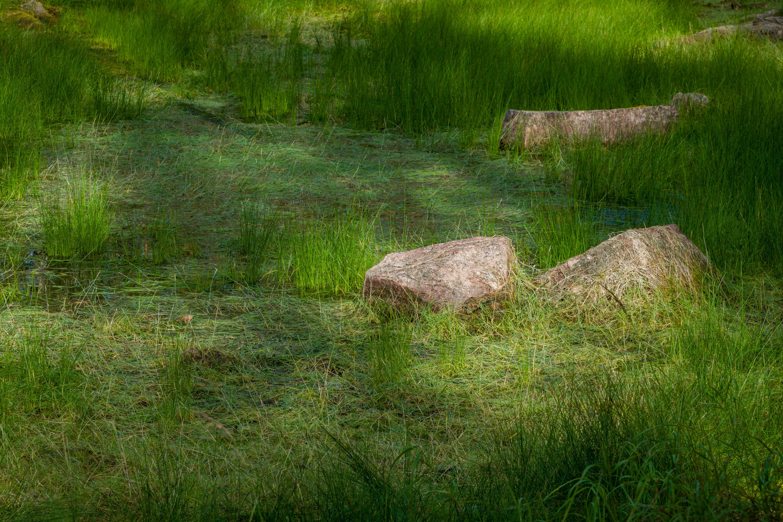 2023. Northern Nights