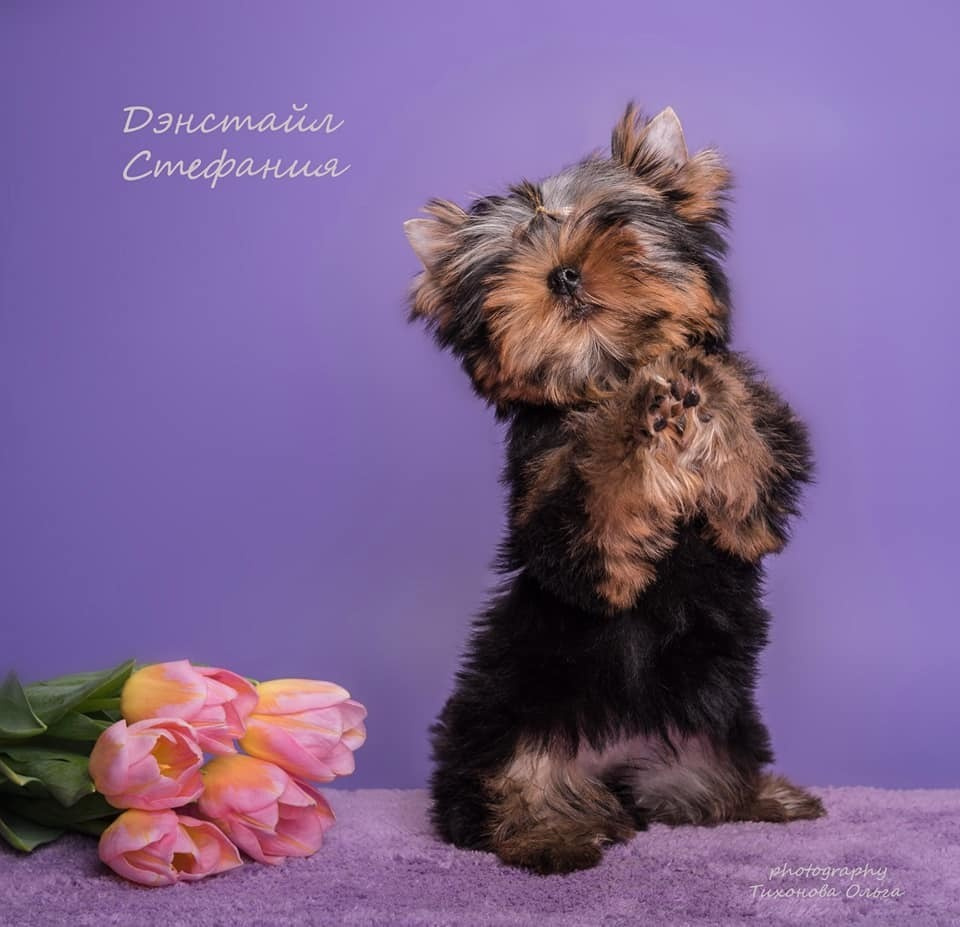 ДЭНСТАЙЛ СТЕФАНИЯ. Питомник Йоркширских терьеров Дэнстайл в Санкт-Петербурге заводчик Тих
