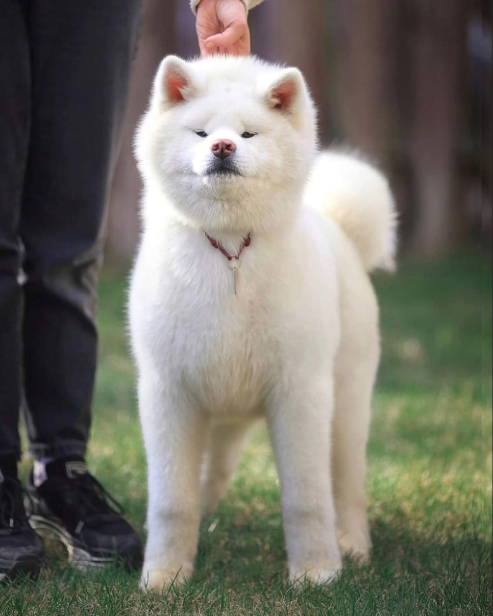 Окрасы японской акиты