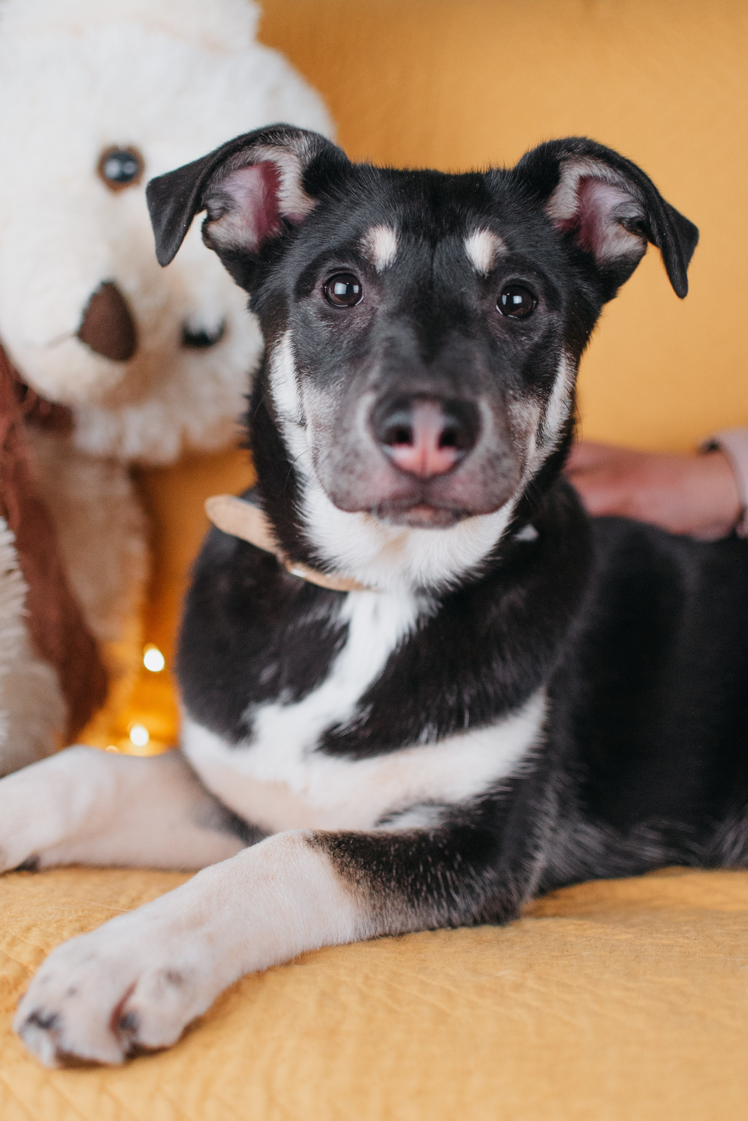 Животные на пристройство. Фотограф-анималист Валерия, Москва, Мытищи