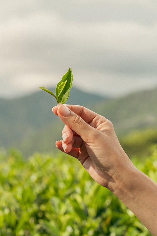 Самые северные чайные плантации в мире. Фотограф и искусствовед в Туле и Санкт-Петербурге Нелли Некрасова