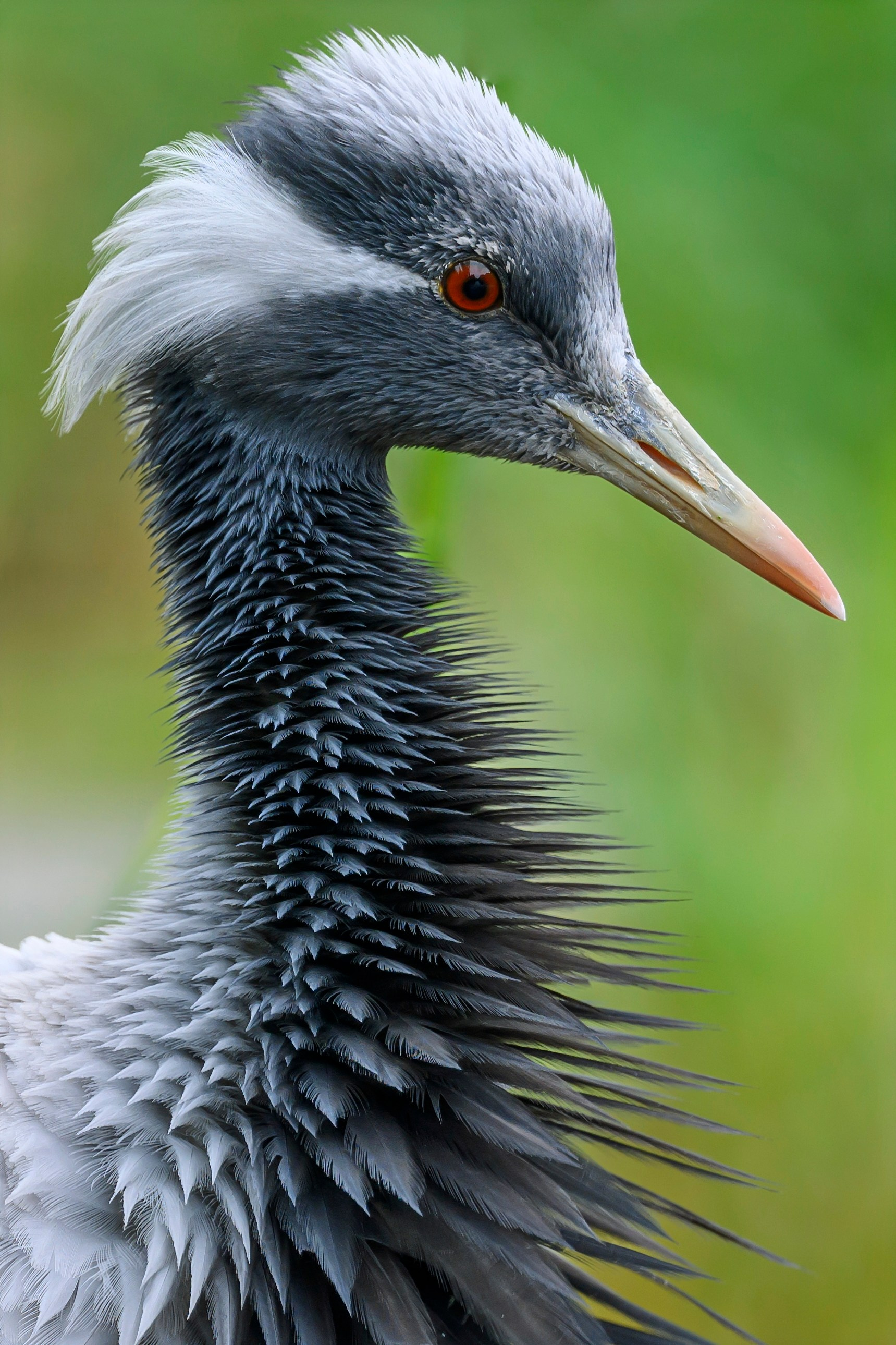 Журавли. Фотограф Сергей Пупонин