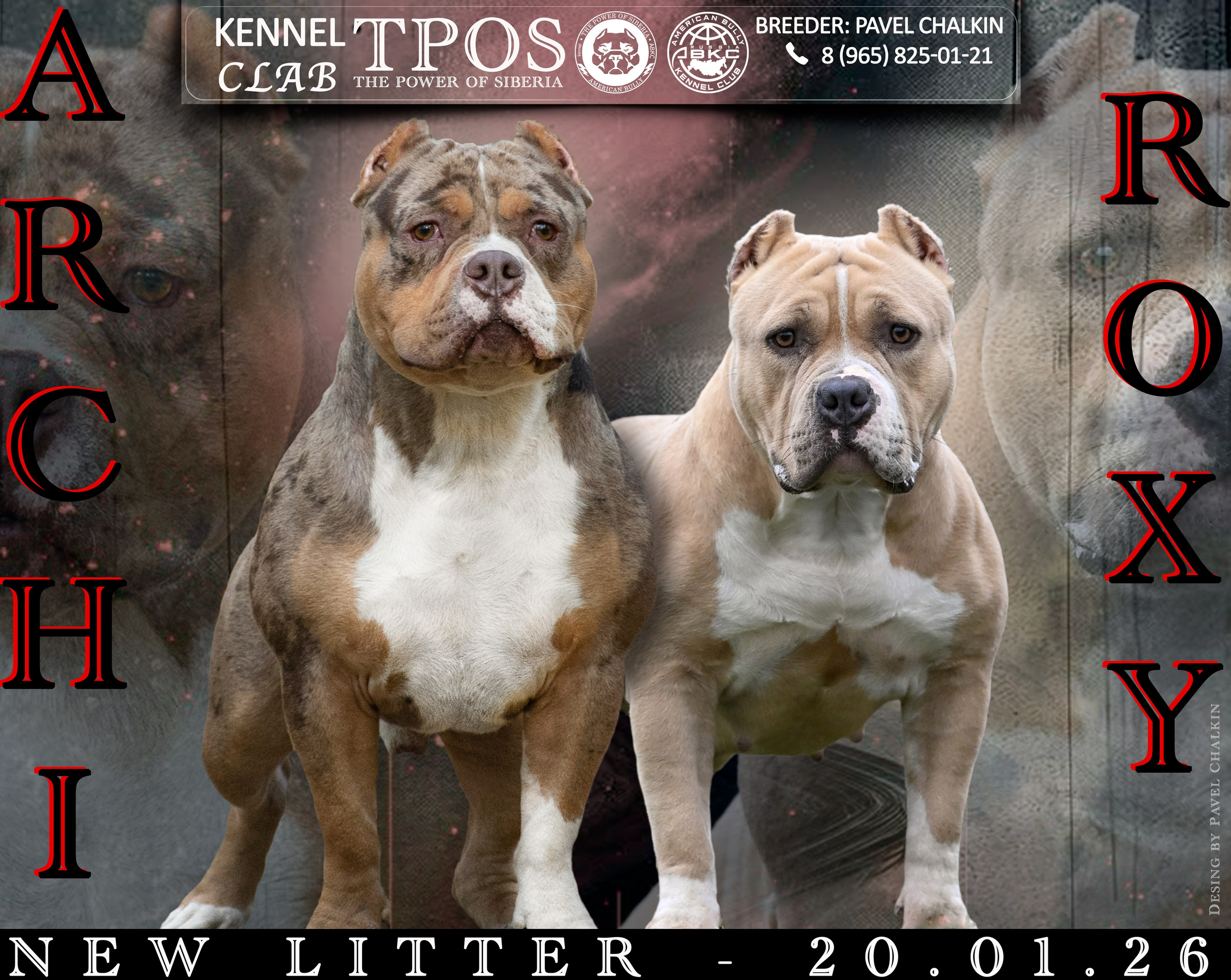 Щенки Американский Булли. Американский Булли в г. Ростов-на-Дону. Питомник THE POWER OF SIBERIA