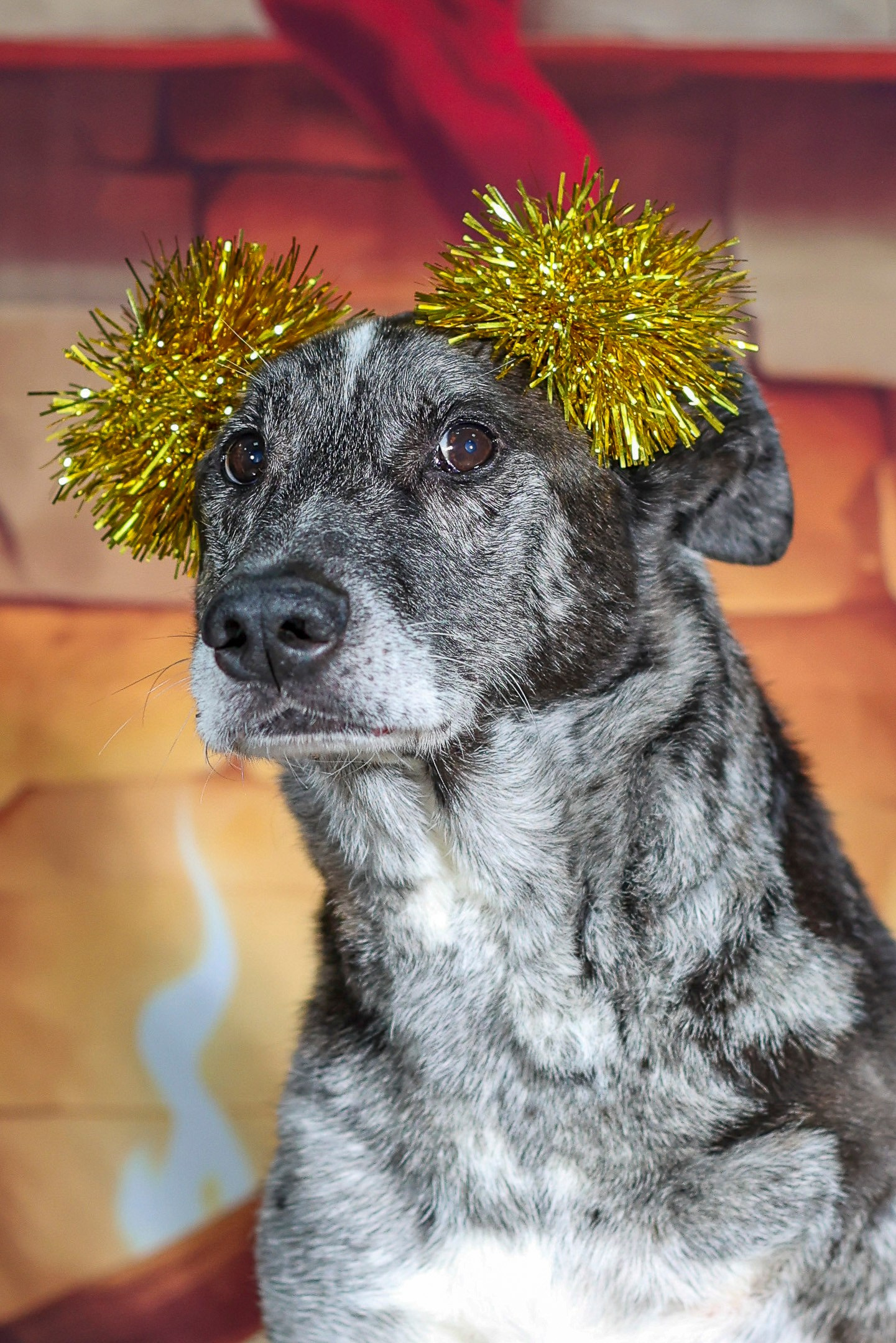 Приют четвероногий АНГЕЛ. Фотограф 📸 семейный, предметный, репортажный