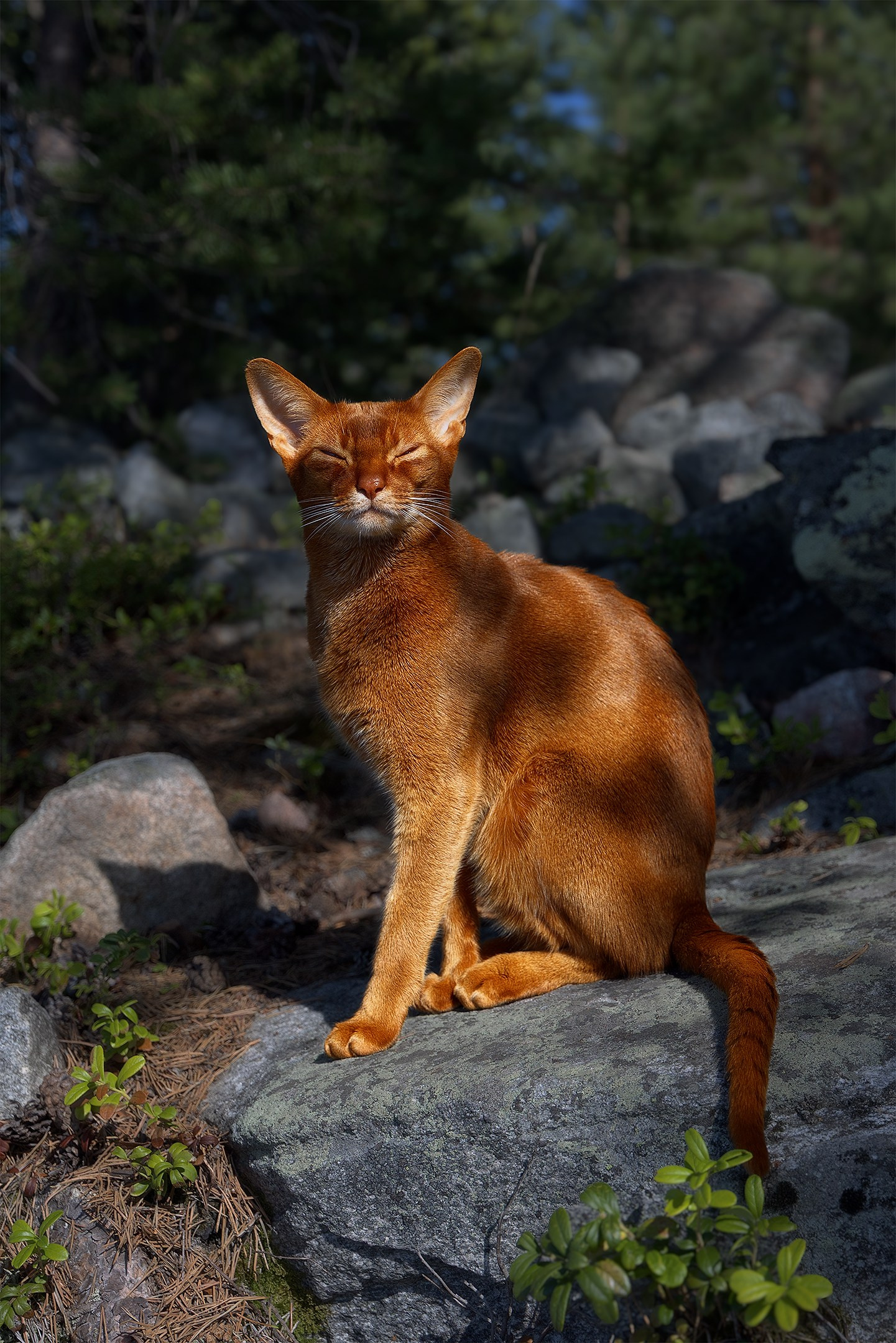 Сайт фотографа Елены Михайловой. Фотосессии на пленэре в Сестрорецке
