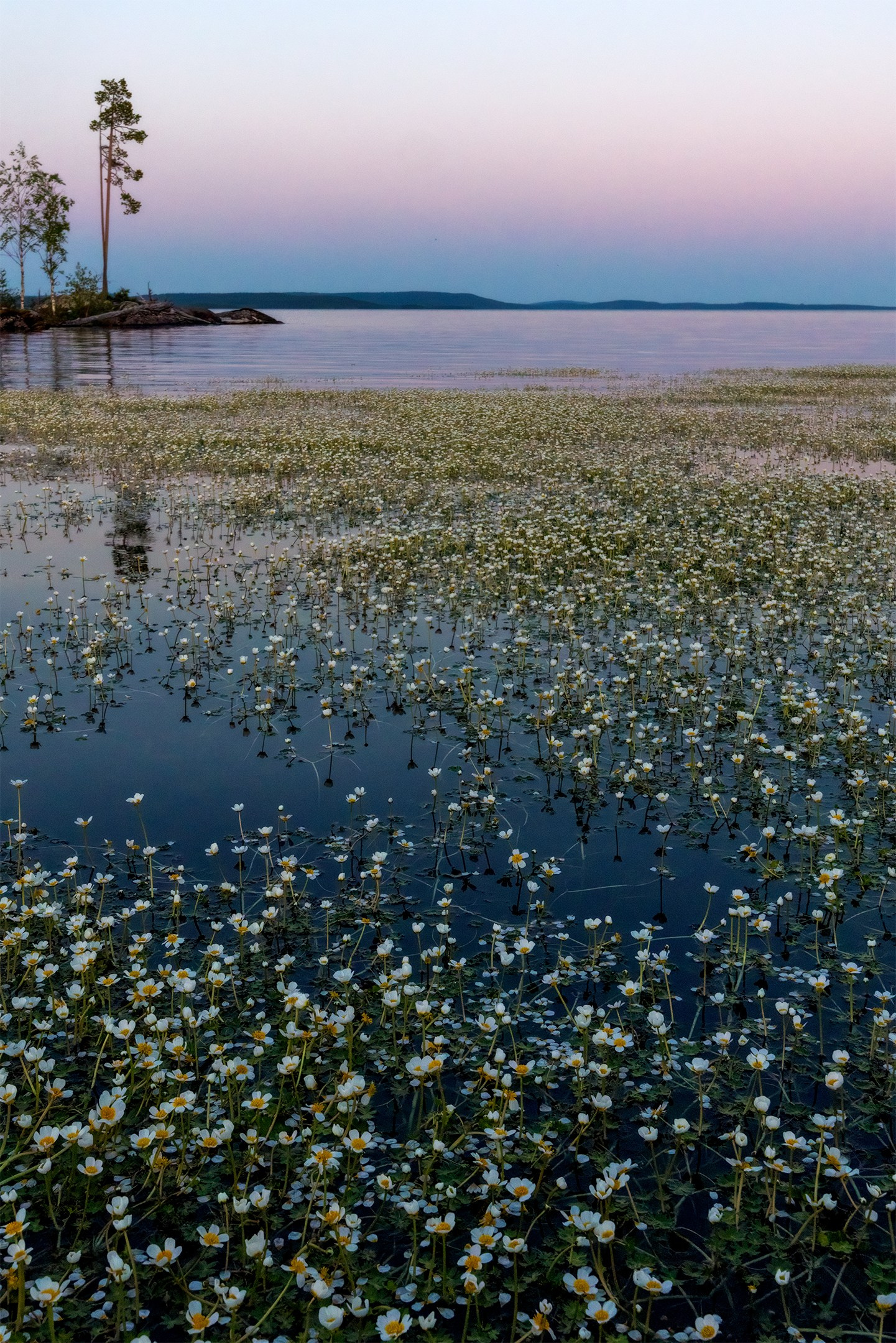 Сайт фотографа Елены Михайловой. Фотосессии на пленэре в Сестрорецке