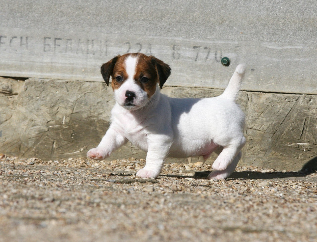 LITTER «W» 26.09.2025. Lovely-Orange питомник джек рассел терьеров