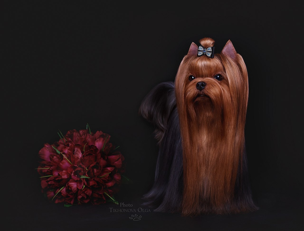 Дэнстайл Хуч. Питомник Йоркширских терьеров Дэнстайл в Санкт-Петербурге заводчик Тих