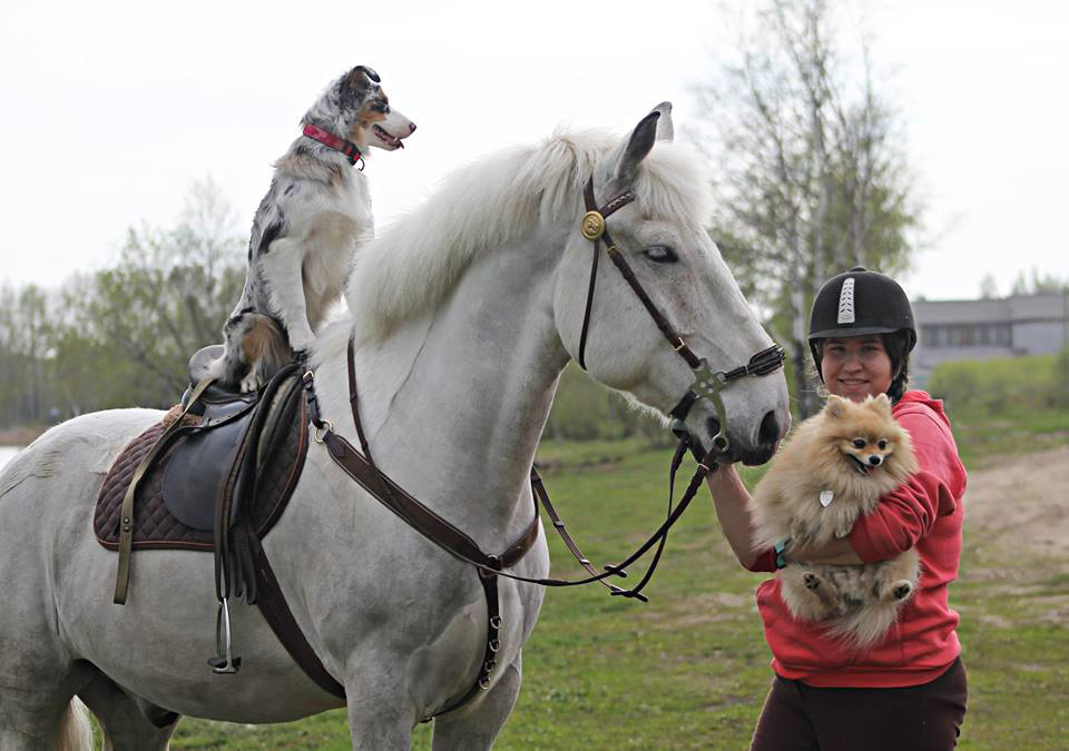 О нас. Питомник австралийских овчарок «APPLEDORE»