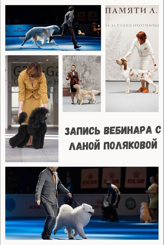 Вебинары. Обучение анималистической фотографии