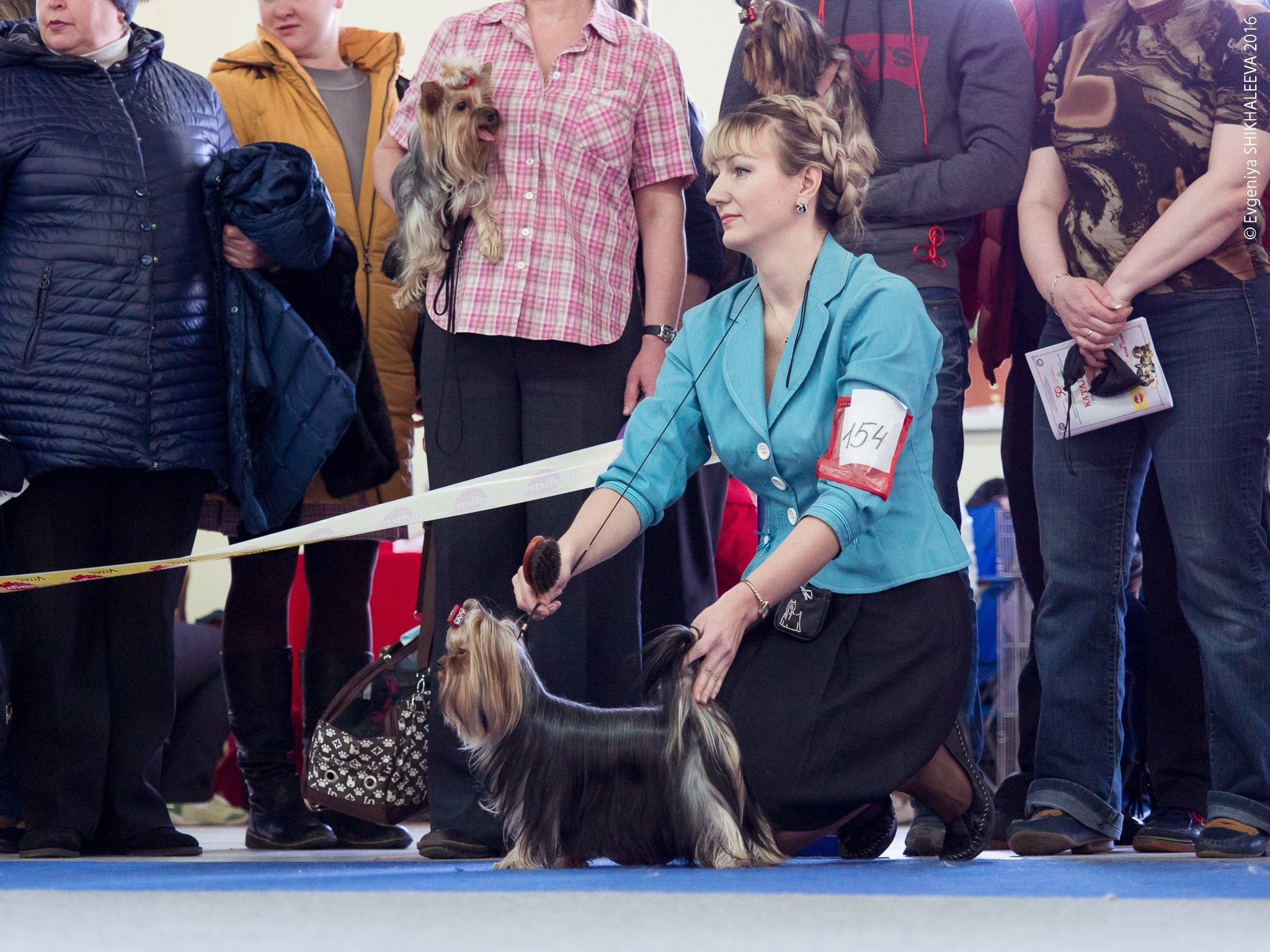 2016 г Результаты выставок. Питомник Йоркширских терьеров Дэнстайл в Санкт-Петербурге заводчик Тих