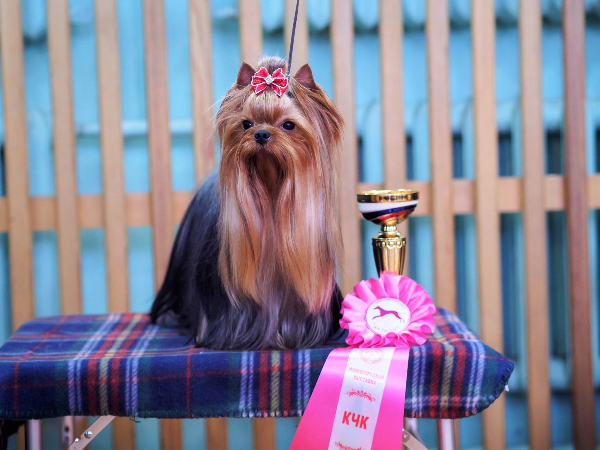 2016 г Результаты выставок. Питомник Йоркширских терьеров Дэнстайл в Санкт-Петербурге заводчик Тих