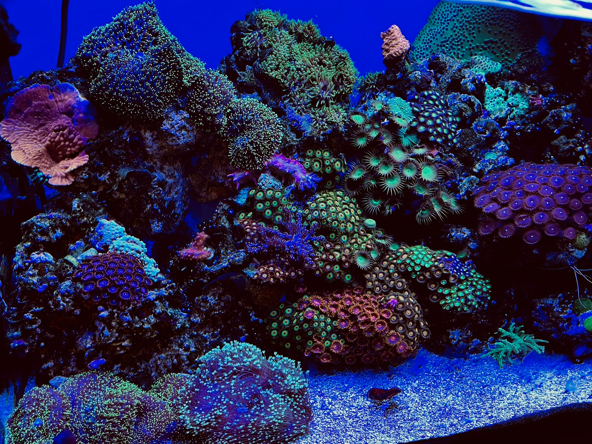 Сколько стоит морской аквариум?. Home